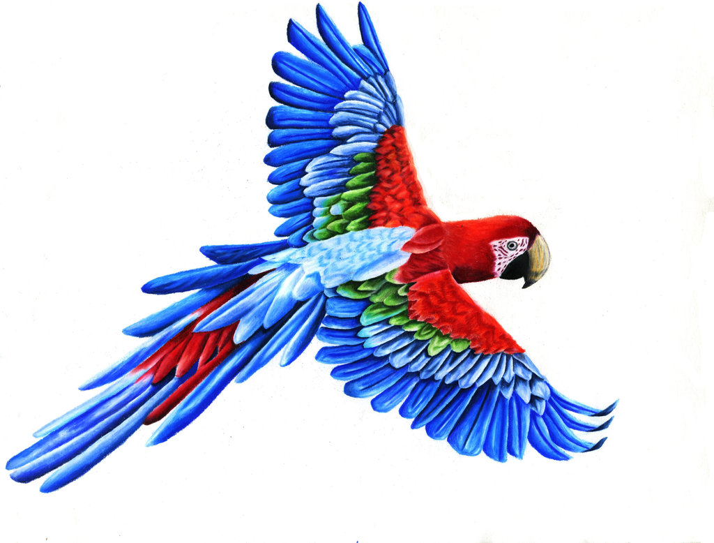 flying-parrot-drawing-macaw_flying_by_anangelicday-d5ztpqq